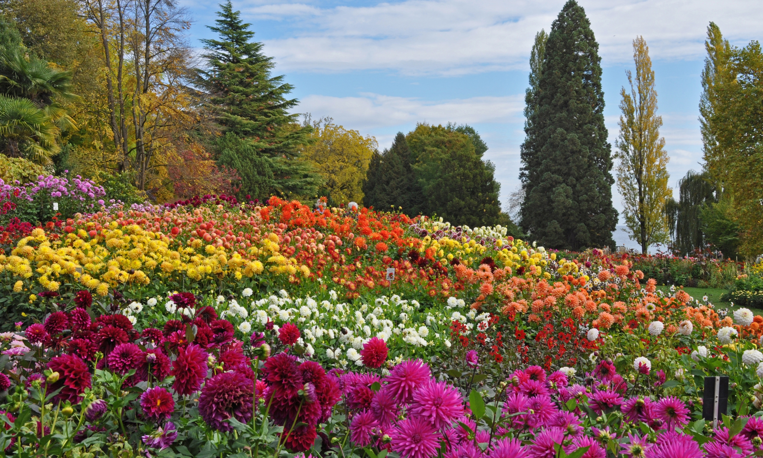 Insel Mainau/ Marketing Ein Meers aus 12.000 Dahlien erstreckt sich am Dahlienhang