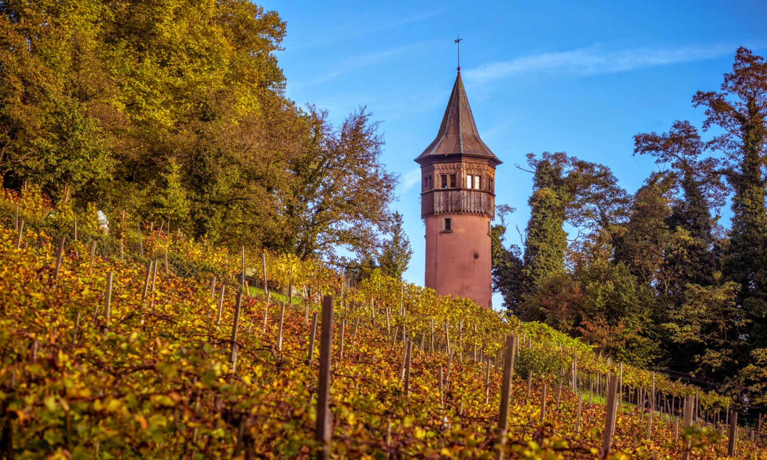 Insel Mainau/ Helmuth Scham Die herbstlichen Weinreben im farblichen Einklang mit dem Schwedenturm