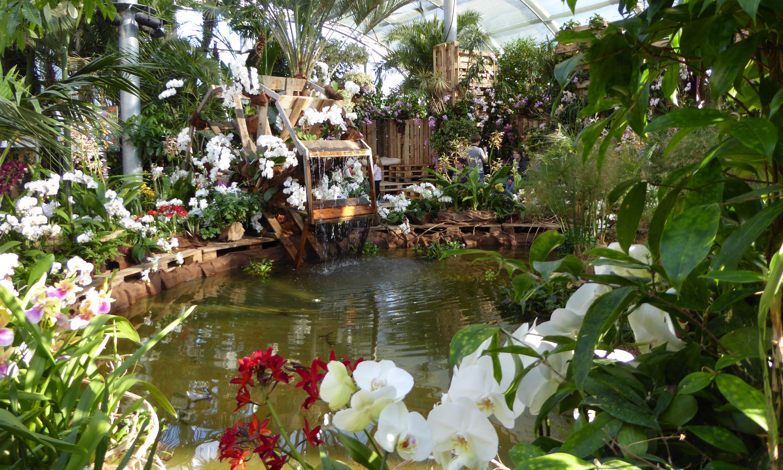 Insel Mainau/ Marketing Die Orchideenschau im Palmenhaus mit indoor-Teich und einem dekorativen Wassermühlenrad