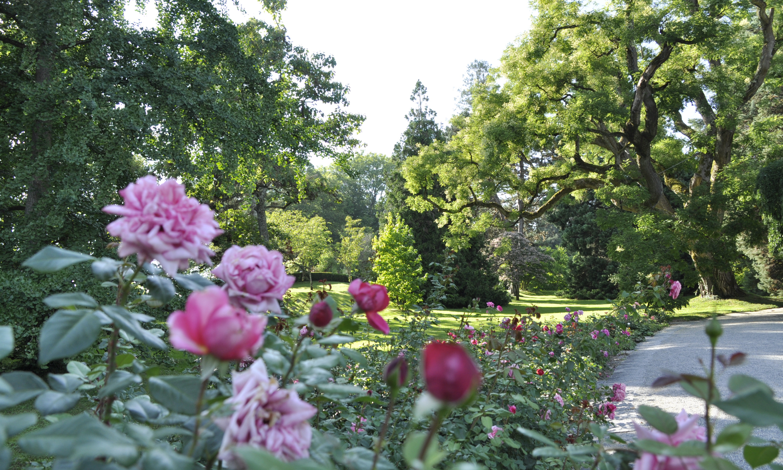Insel Mainau/ Marketing Mit Blick aufs Arboretum leuchten Rosen in zartem rosa