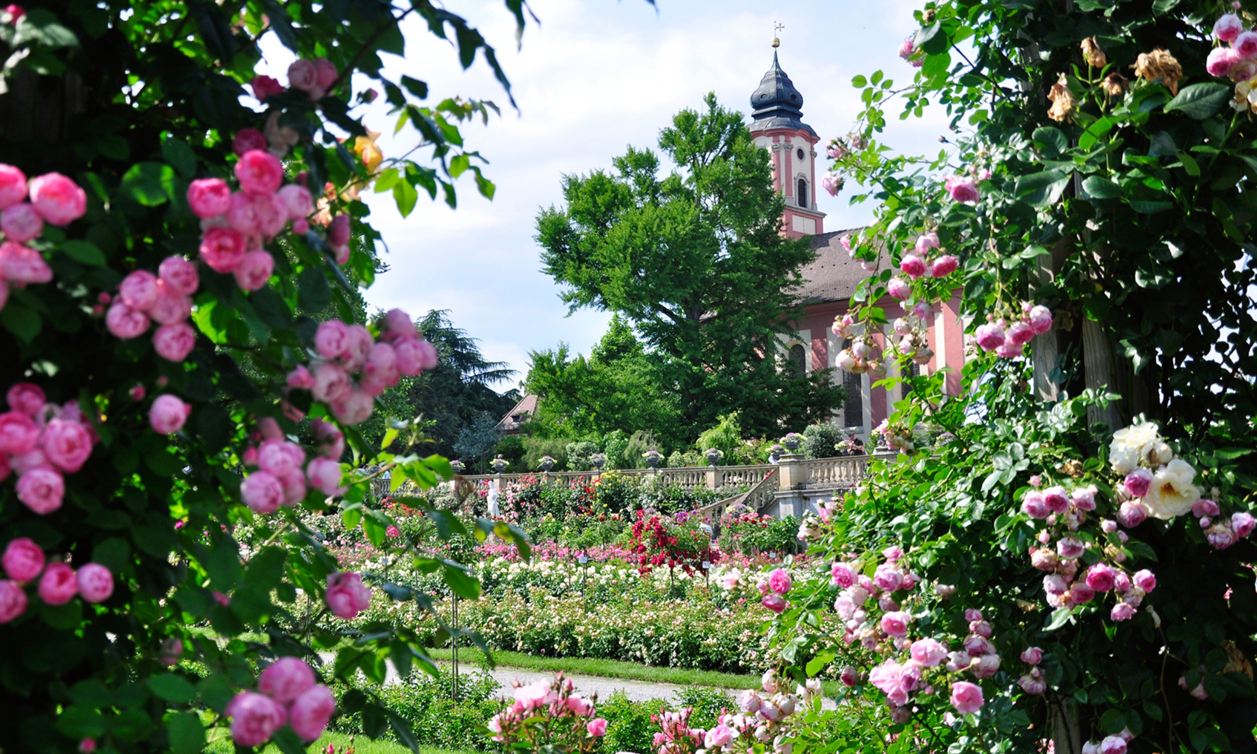 Insel Mainau/ Marketing Links und rechts von Rosenbüschen umrahmt, erstreckt sich der Blick auf den italienischen Rosengarten mit Schlosskirche St. Marien im Hintergrund