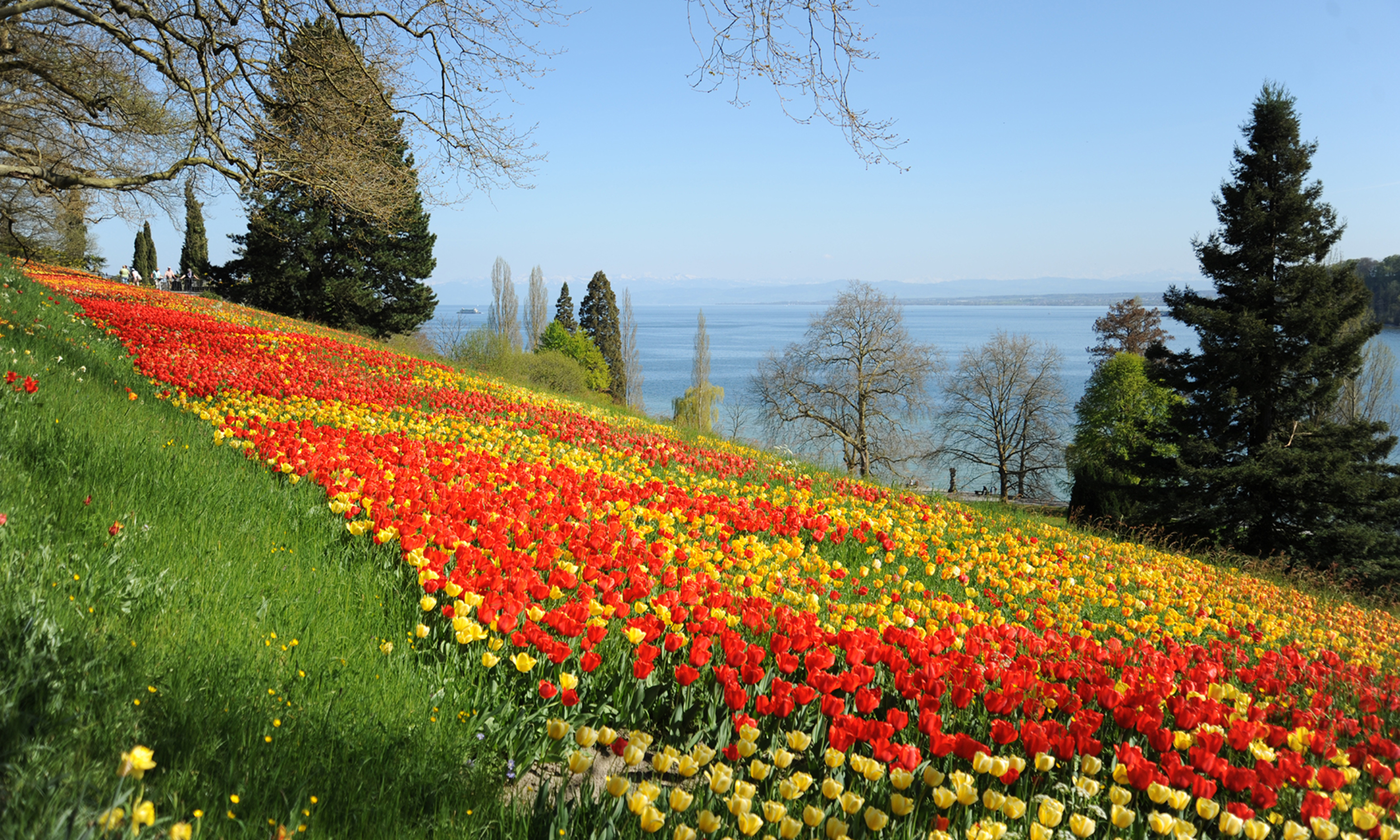 Insel Mainau/ Marketing Ein Meer aus Tulpen erstreckt sich am Südhang der Insel Mainau mit Ausblick auf den Bodensee