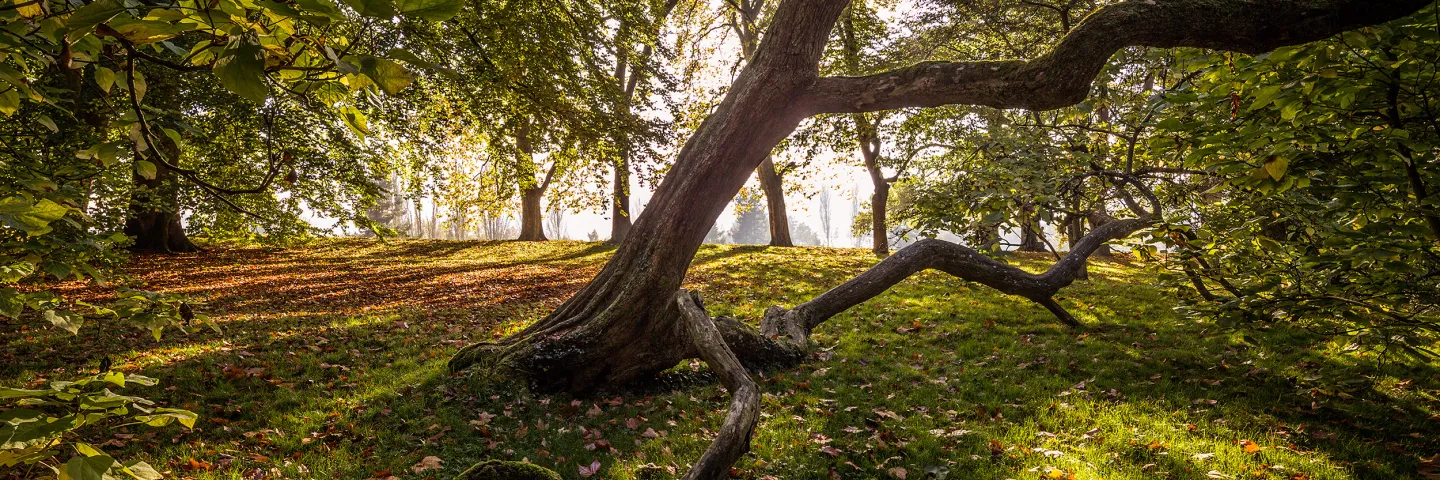 Schräg gewachsener Trompetenbaum mit ausladenden Ästen in einem sonnendurchfluteten Arboretum mit Laub auf dem Boden