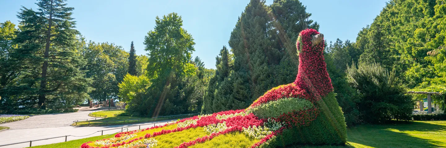 Insel Mainau / Black Forest Production Blumenpfau auf der Insel Mainau