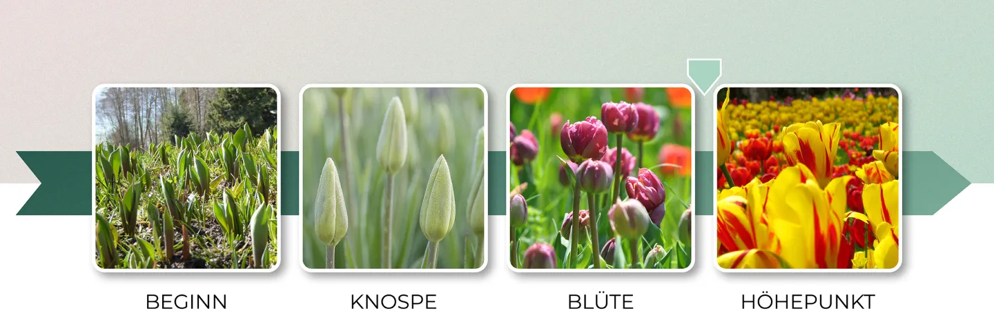 Blütenbarometer, Stufe 12