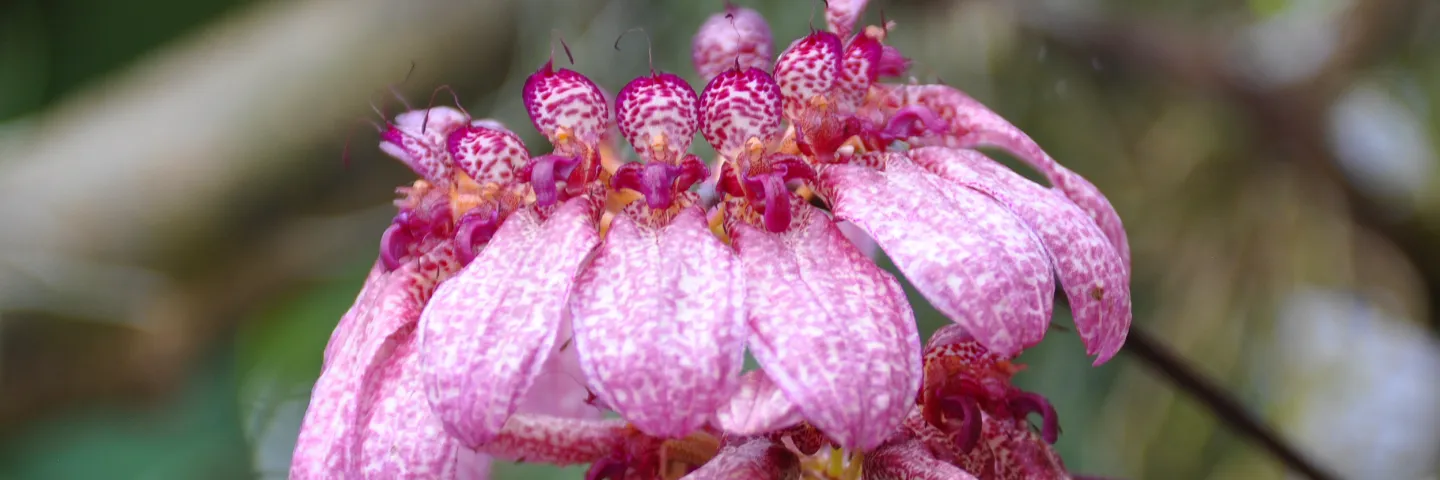 Bulbophyllum