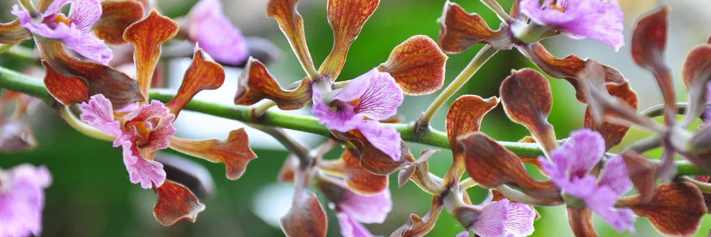 Encyclia hanbury