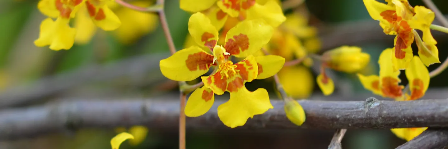 Insel Mainau / Marketing Oncidium Suzy