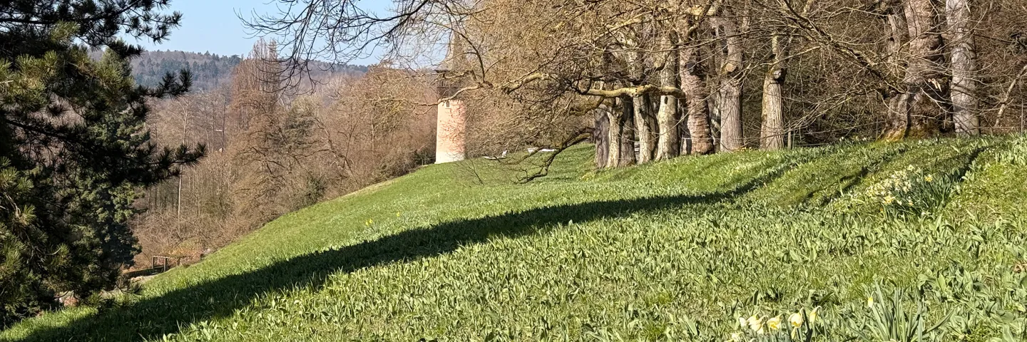 Bild einer grünen Wiese an einem Hang mit einer Allee aus Bäumen. Auf der Wiese wachsen vereinzelt Narzissen.