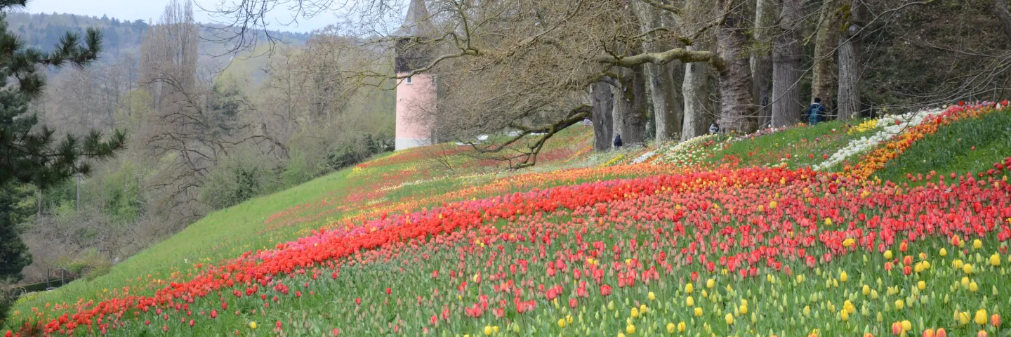 Blühender Südhang der Insel Mainau mit bunten Frühlingsblumen (rote und gelbe Tulpen), umgeben von alten Bäumen und Blick auf den Bodensee.
