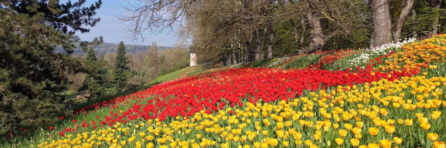 Eine lange Tulpenwiese mit Blüten in verschiedenen Farben neben einer Allee aus Bäumen