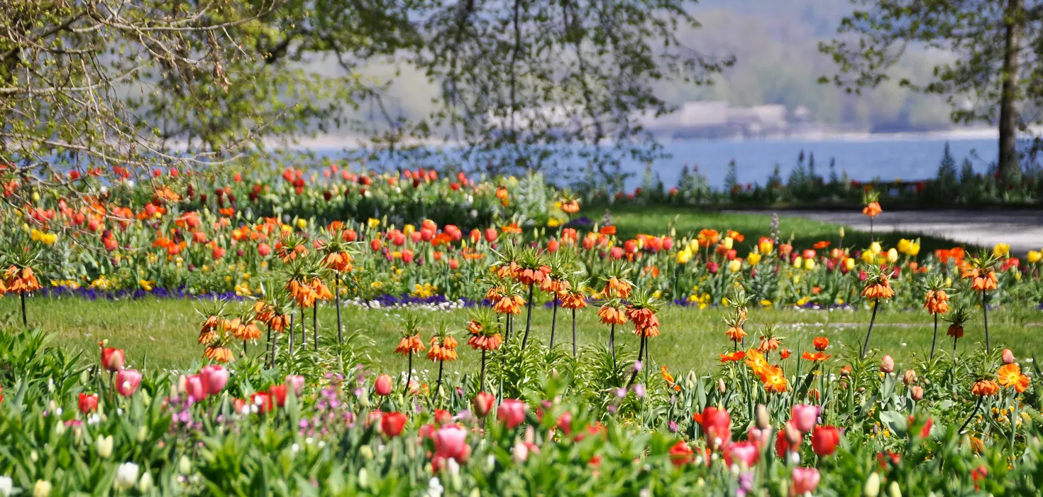 Frühlingsblumen wie Tulpen und Kaiserkronen im Ufergarten auf der Insel Mainau