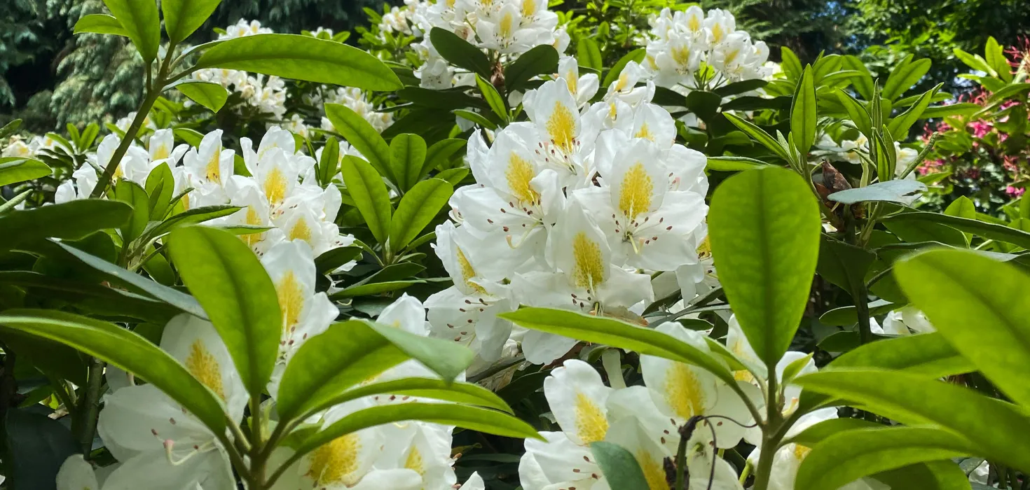 Weiße Rhododendronblüte 