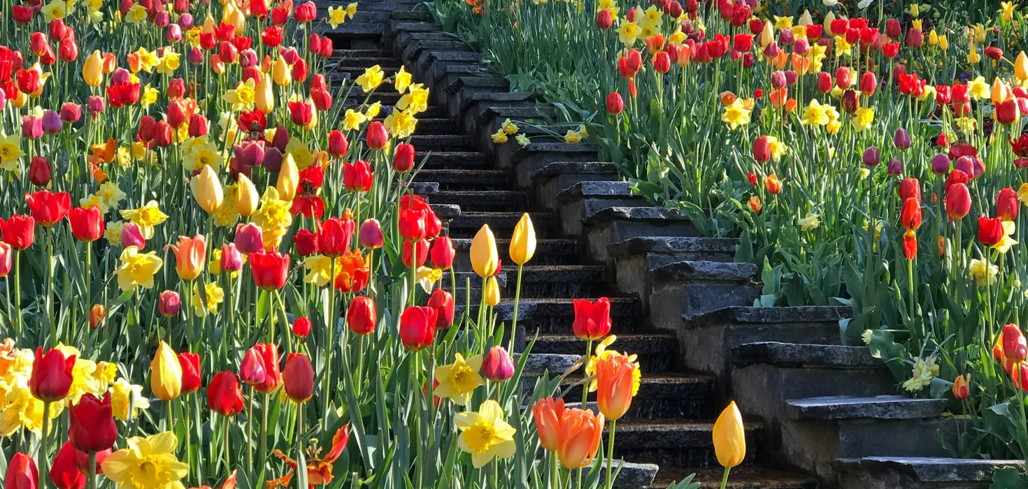 Insel Mainau / Marketing Narzissen und Tulpen an der Italienischen Blumen-Wassertreppe