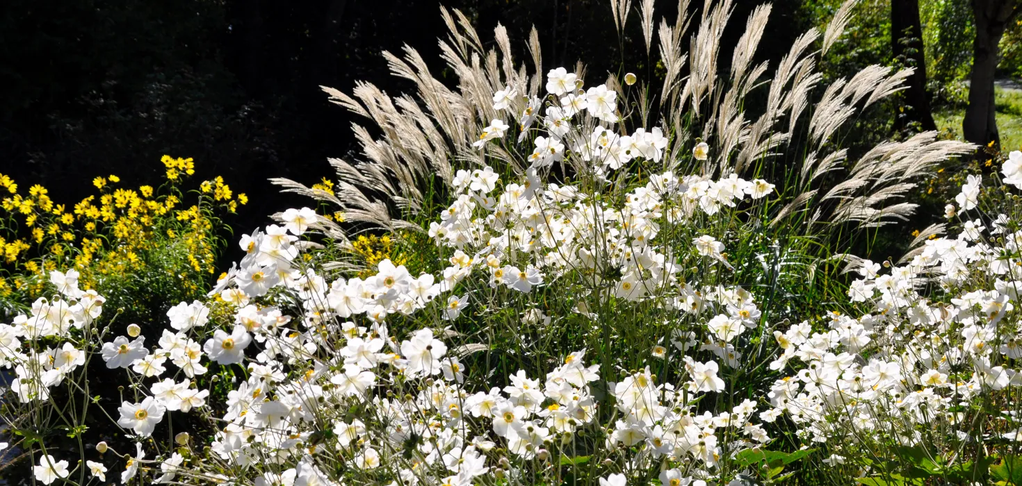 Herbst-Anemonen im herbstlichen Gegenlicht in Kombination mit Gräsern