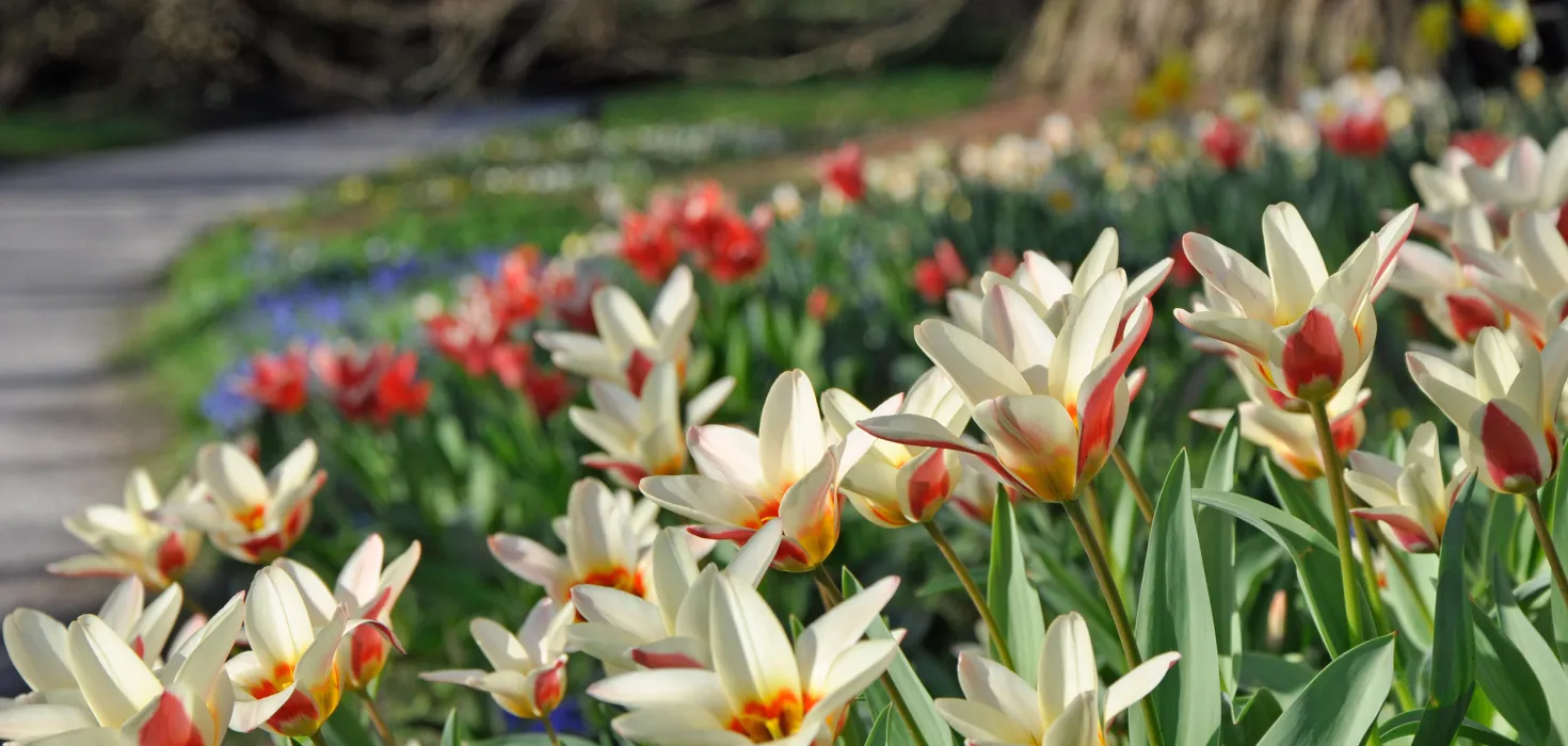 Frühe Tulpensorte blüht auf Wiese