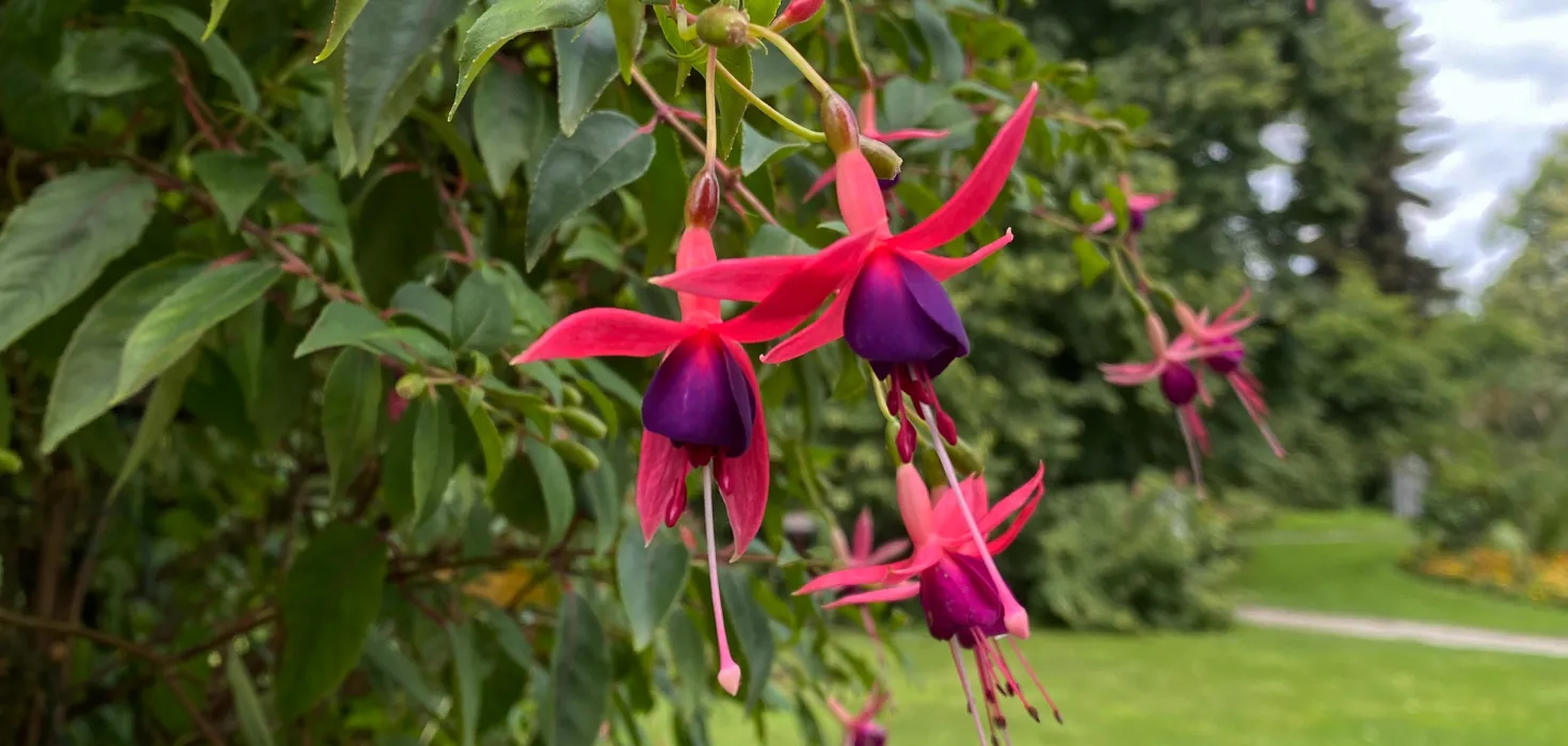 Fuchsie 'Alt Mainau'