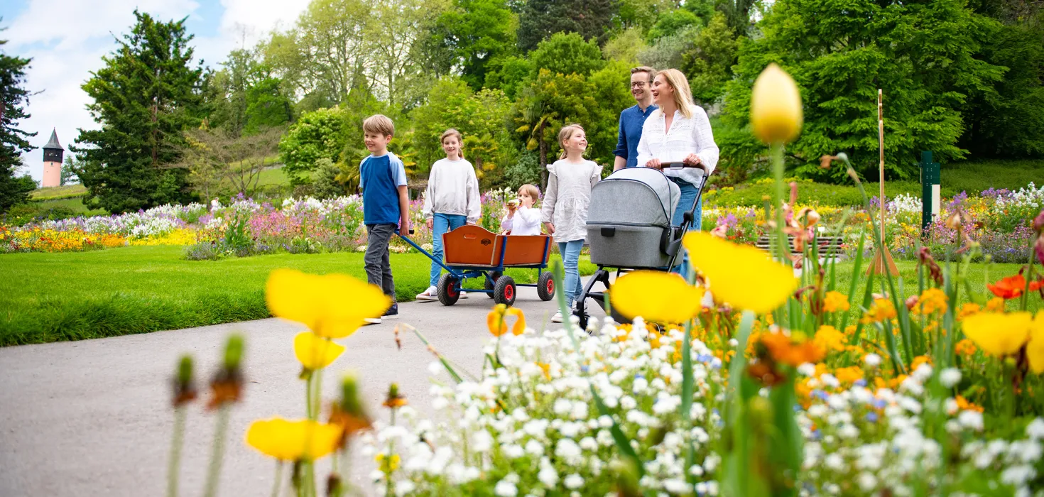 Familie mit zwei Kindern und Babywagen geht auf einem Weg durch den Dahliengarten der Insel Mainau mit gelben und weißen Blumen 