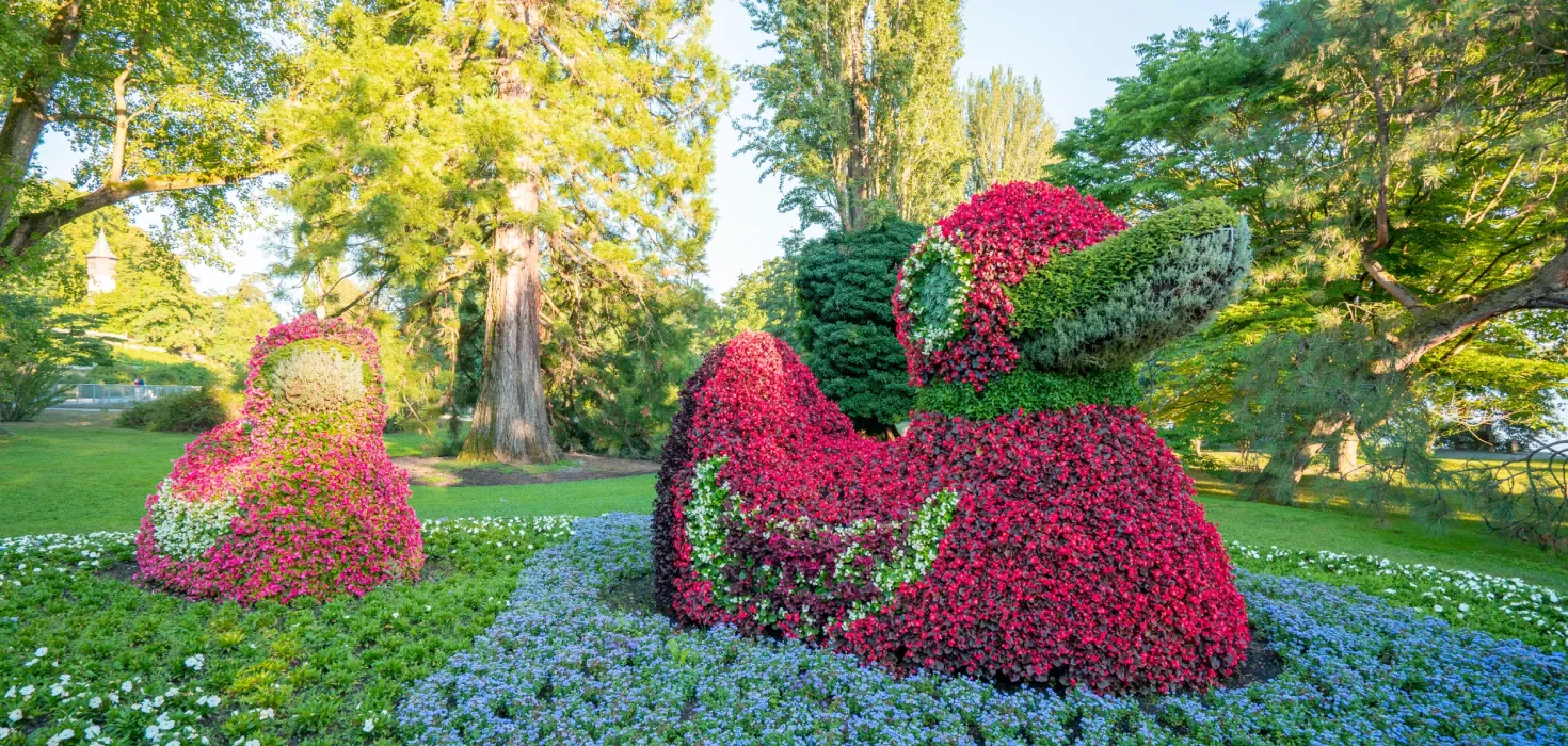 Die bepflanzten Enten sind echte Hingucker auf der Mainau