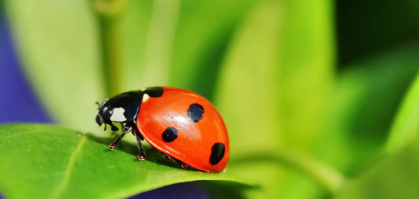 Lolame / Pixabay.com Marienkäfer auf grünem Blatt