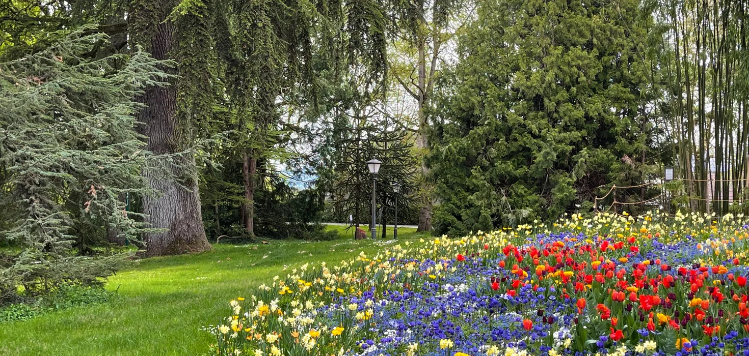 Bunte Blumenwiese mit roten, gelben und blauen Blüten vor großen Bäumen und grünem Rasen