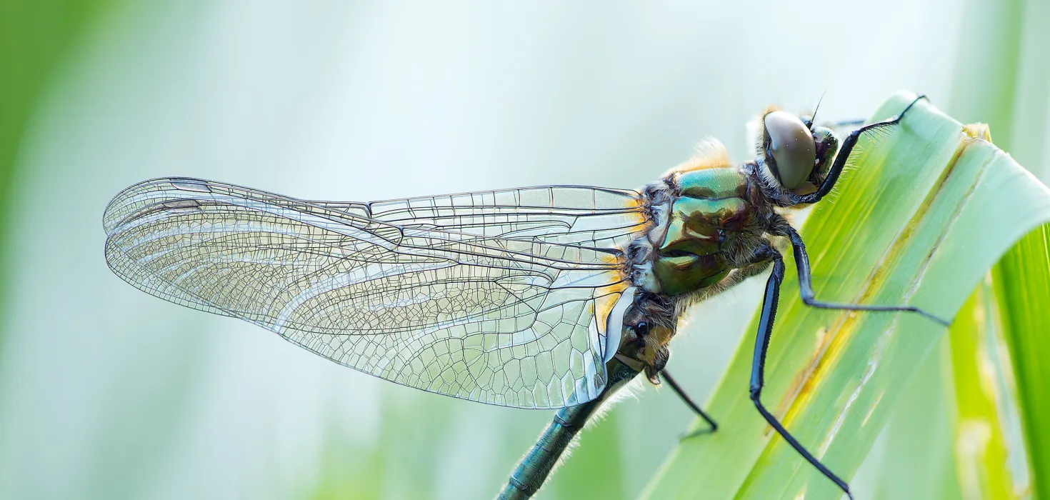 Libelle im Schilf