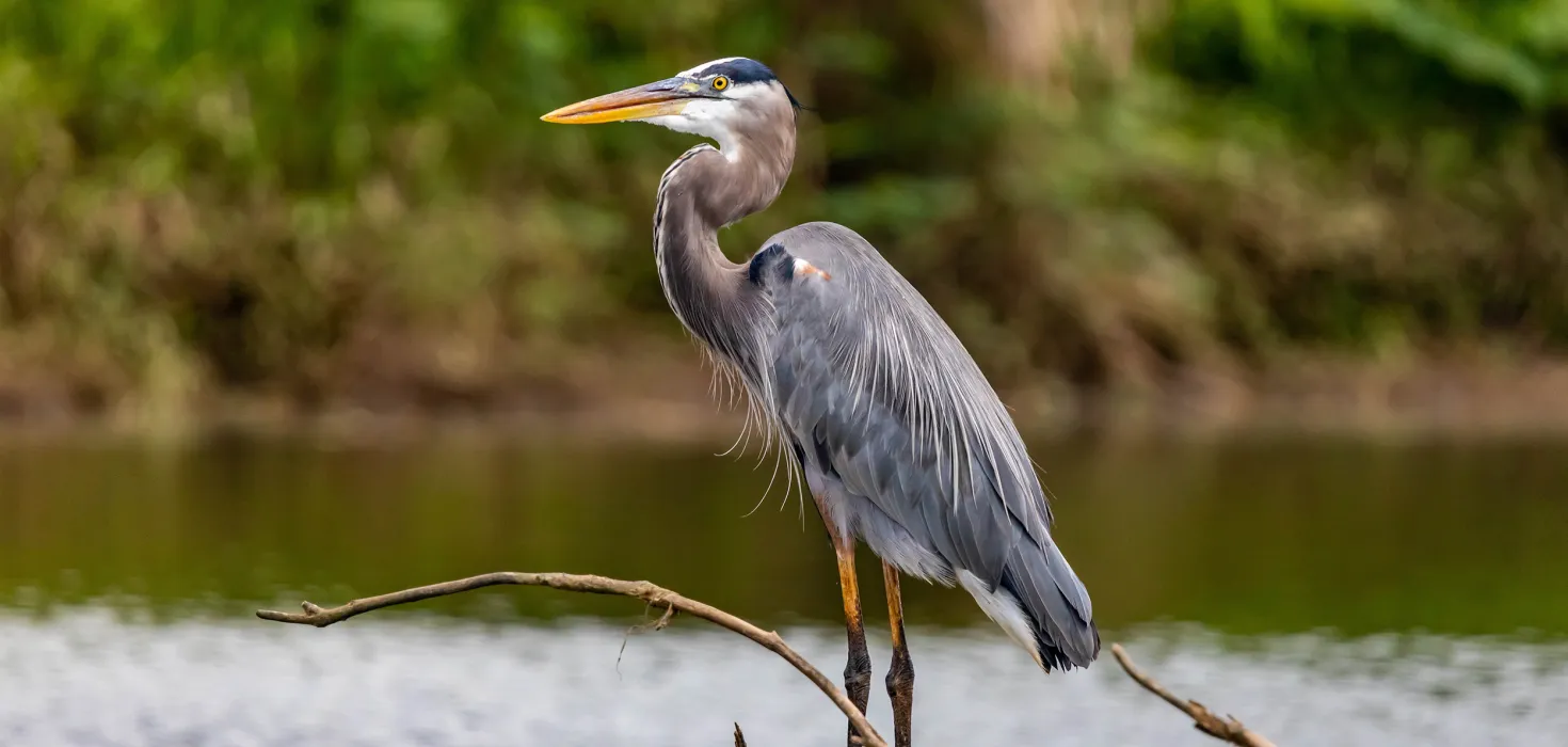 Reiher