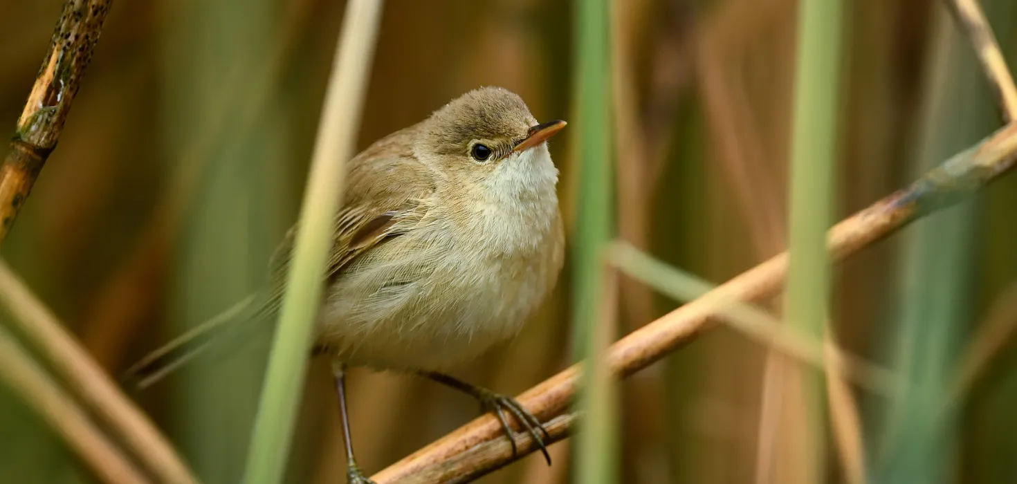 Teichrohrsänger im Schilf