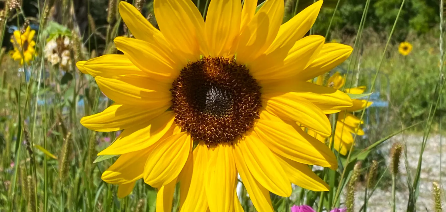 Gelbe Sonnenblume auf einer Wiese