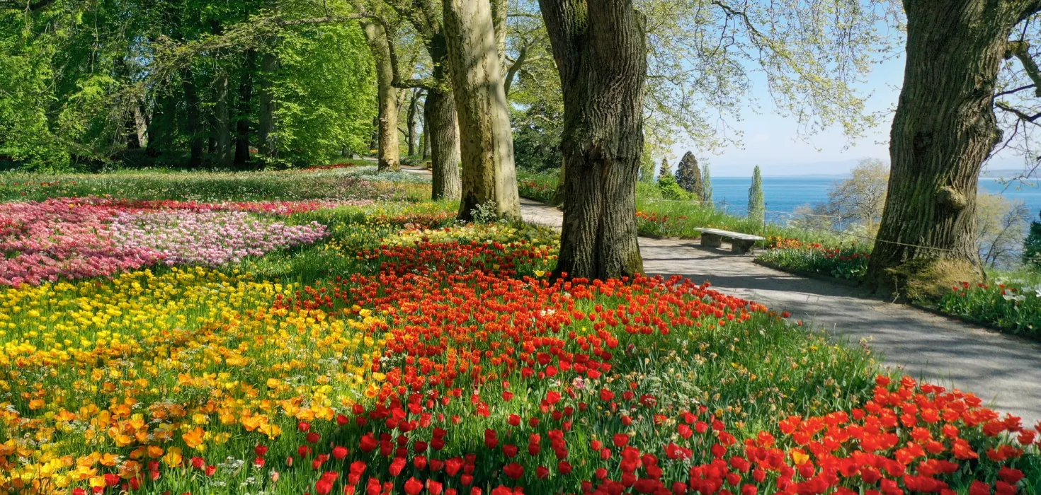 Tulpenblüte in der Frühlingsallee