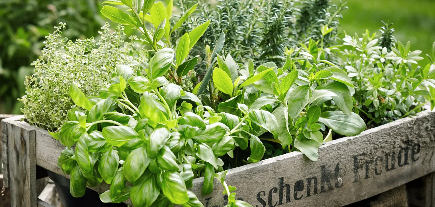 Eine Holzkiste mit Kräutern