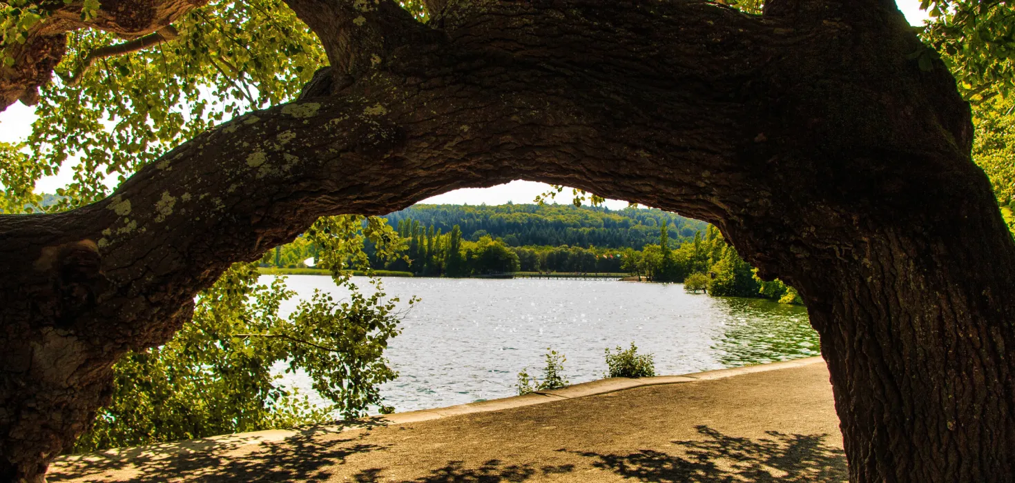 Gebogener Baumstamm auf der Insel Mainau