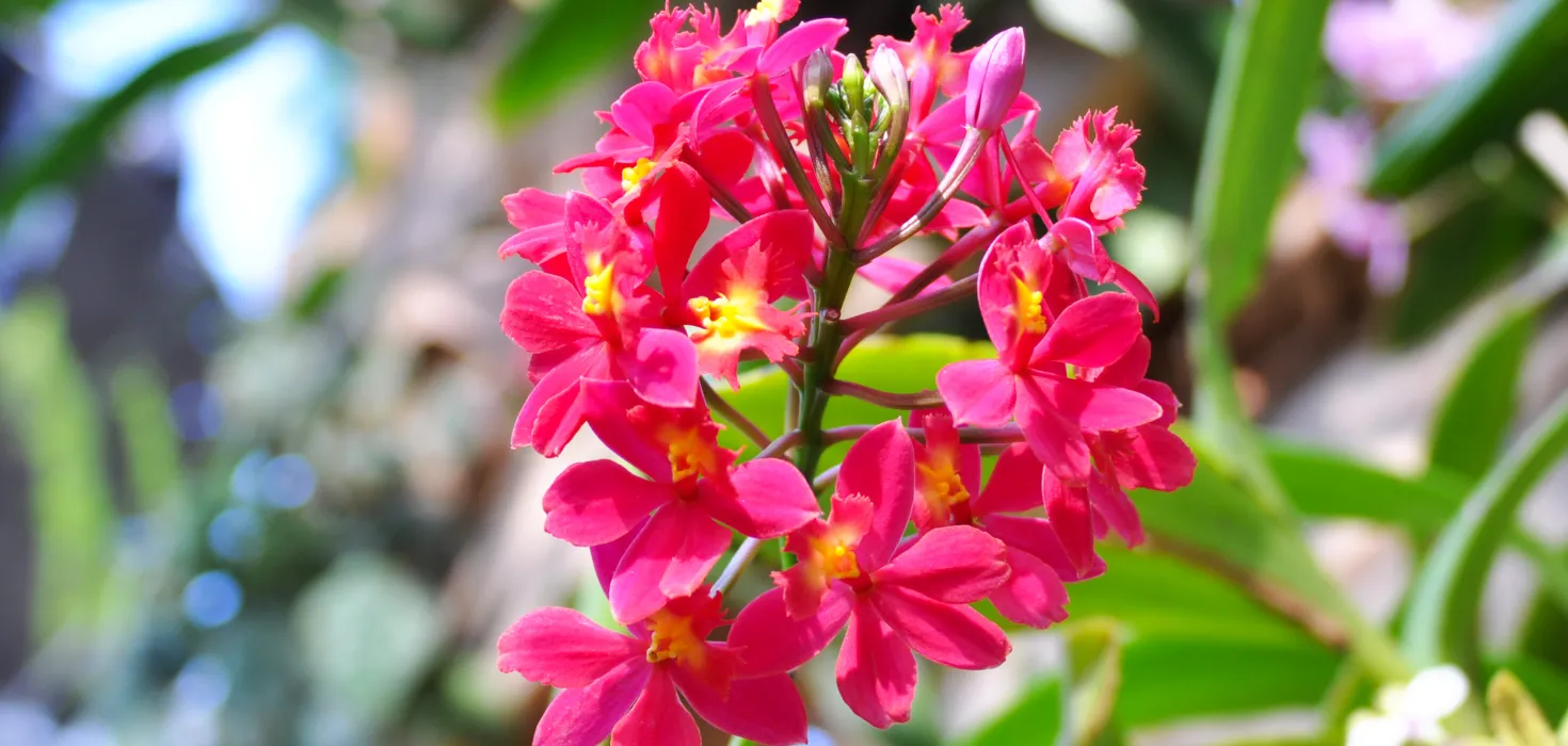 Insel Mainau / Marketing Epidendrum