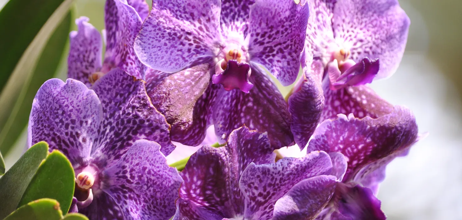 Vanda-Orchideen auf der Insel Mainau