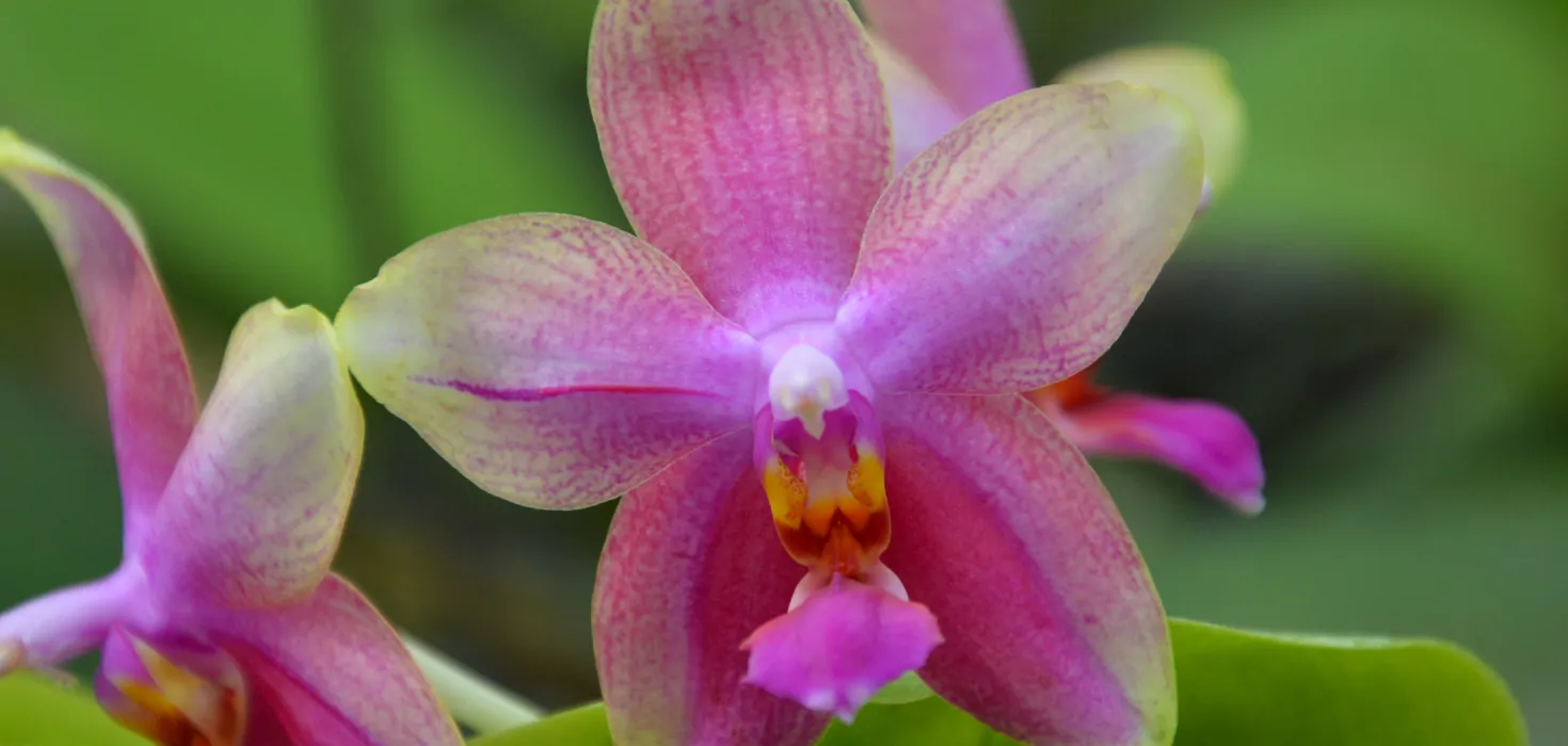 Insel Mainau / Marketing Phalaenopsis 'Liodoro'