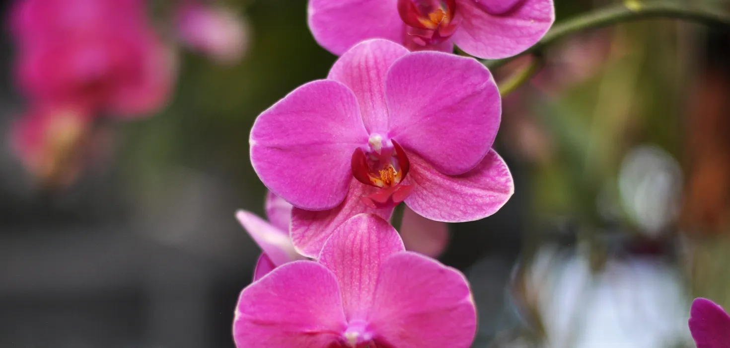 Insel Mainau / Marketing Phalaenopsis-Orchidee