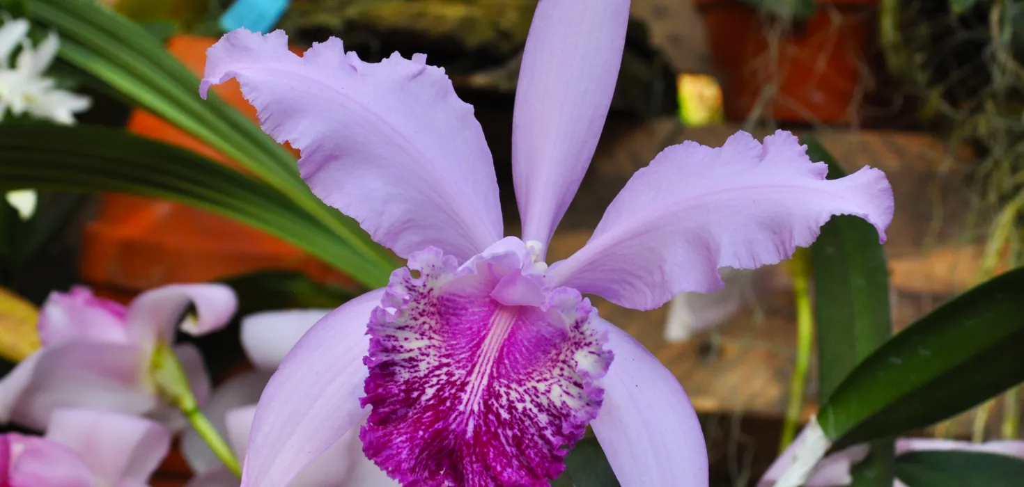 Cattleya in der Orchideenschau auf der Insel Mainau