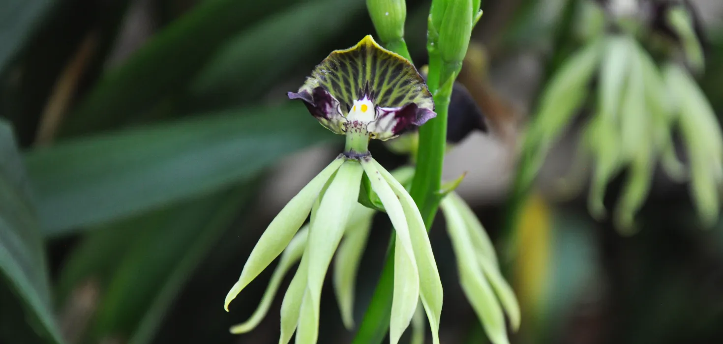 Prostechea cochleata