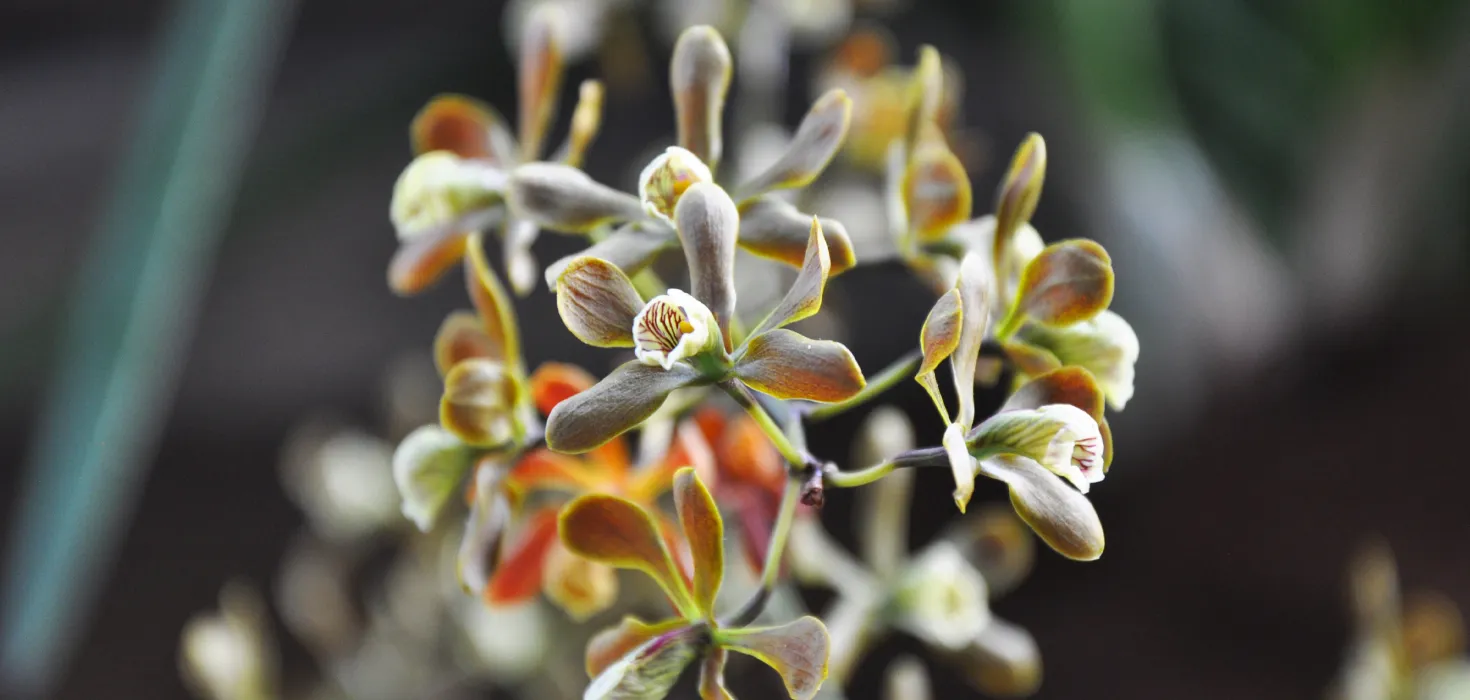 Encyclia condollei