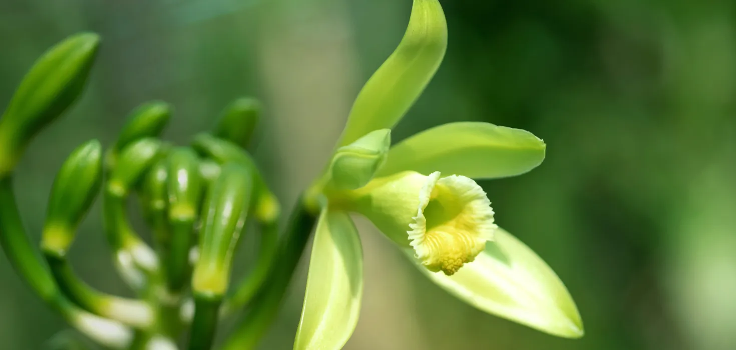 chomplearn / Shutterstock.com Vanilla planifolia