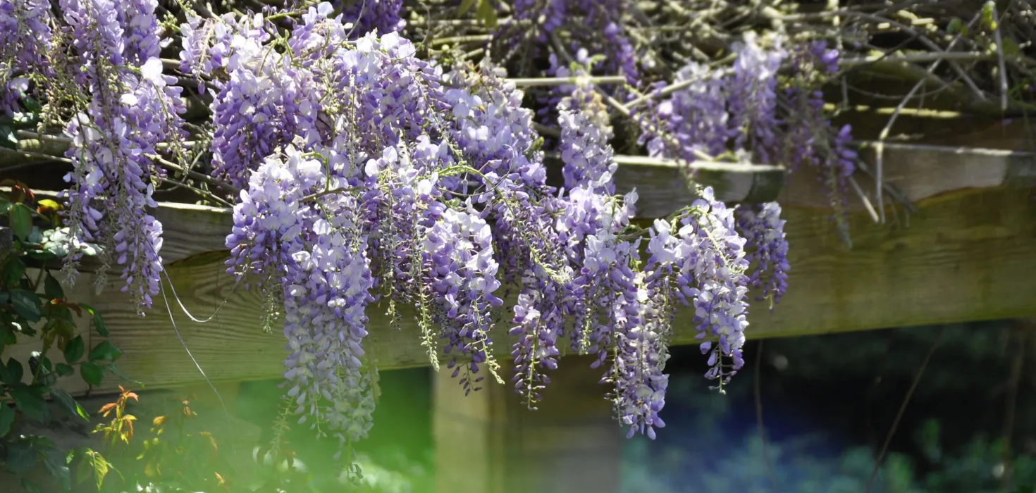 Insel Mainau / Marketing Wisteria Rosengarten