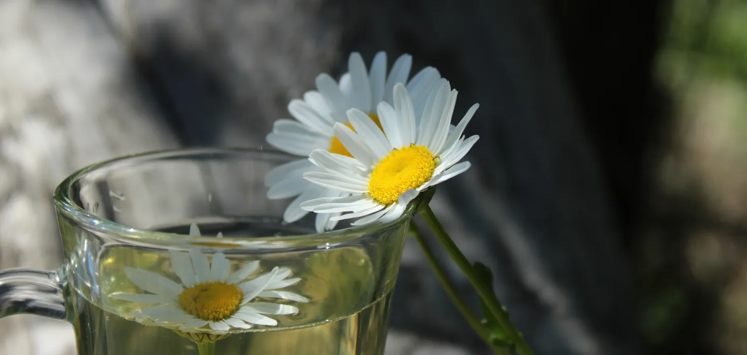 Mainau Akademie Seminare Heilpflanzen