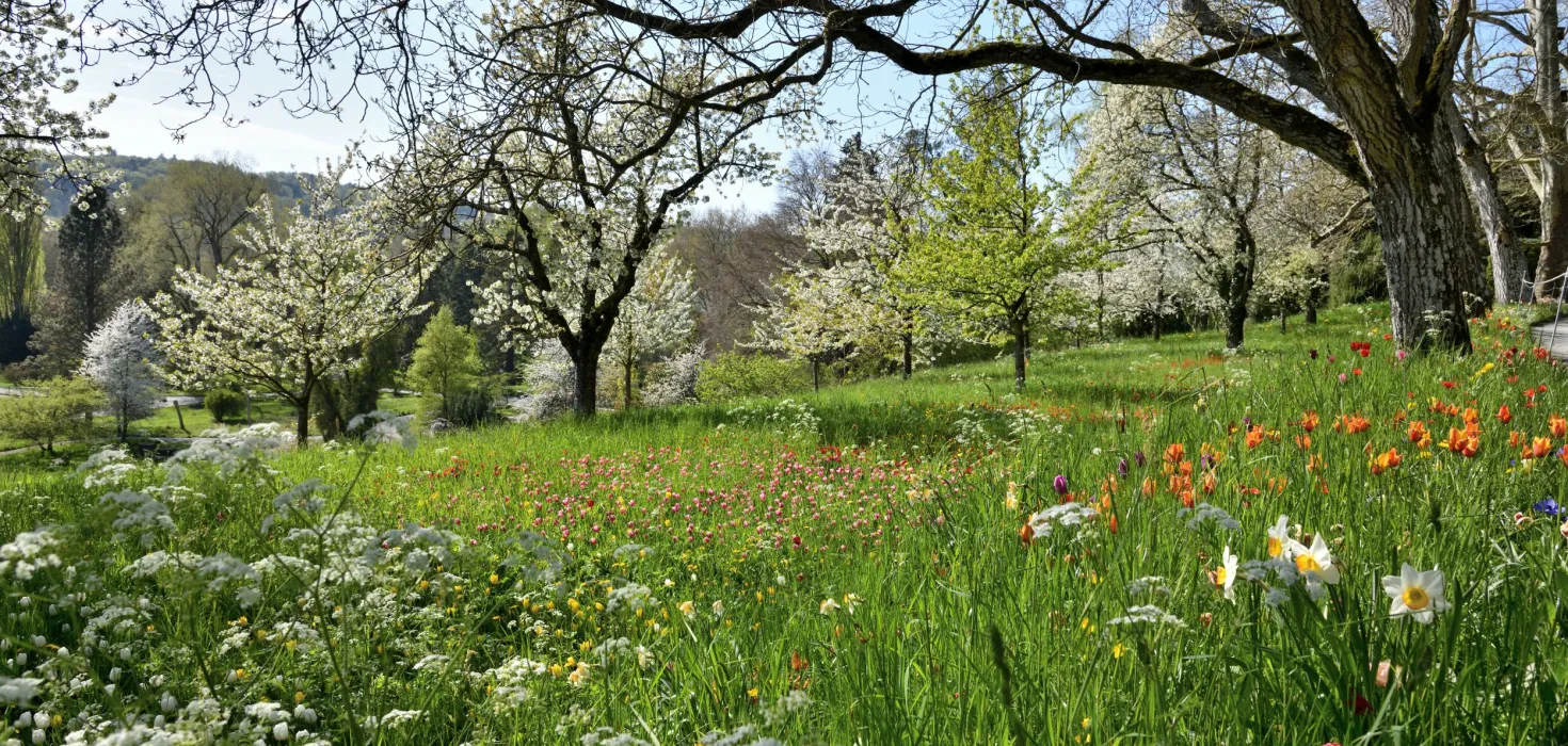 Insel Mainau/Peter Allgaier Frühjahrsblüher Mainau