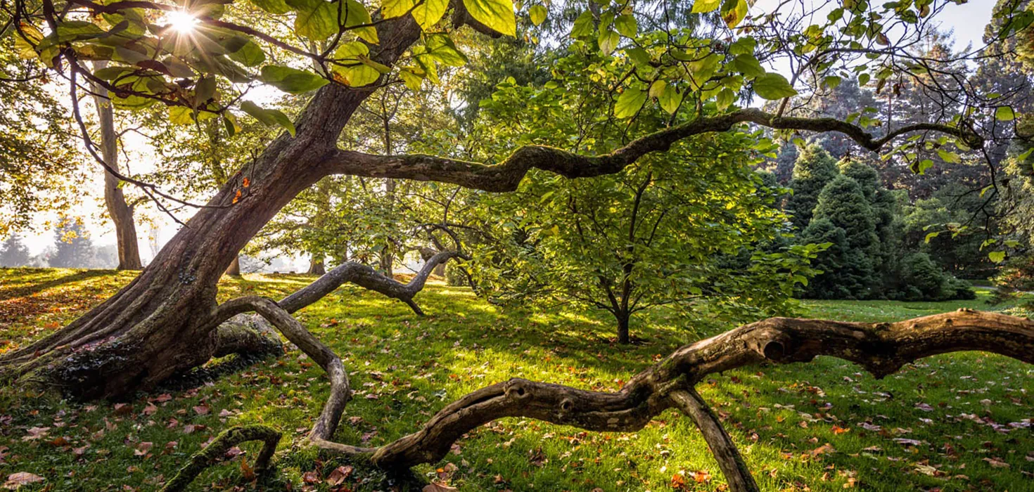 Sonnenstrahlen durchdringen die Äste eines schräg wachsenden Baums in einem grünen Park mit verstreuten Blättern auf dem Gras