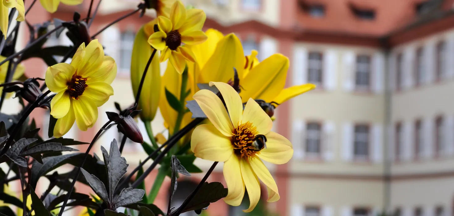 Insel Mainau / Marketing Gelbe Dahlien im Vordergrund mit Schloss im Hintergrund