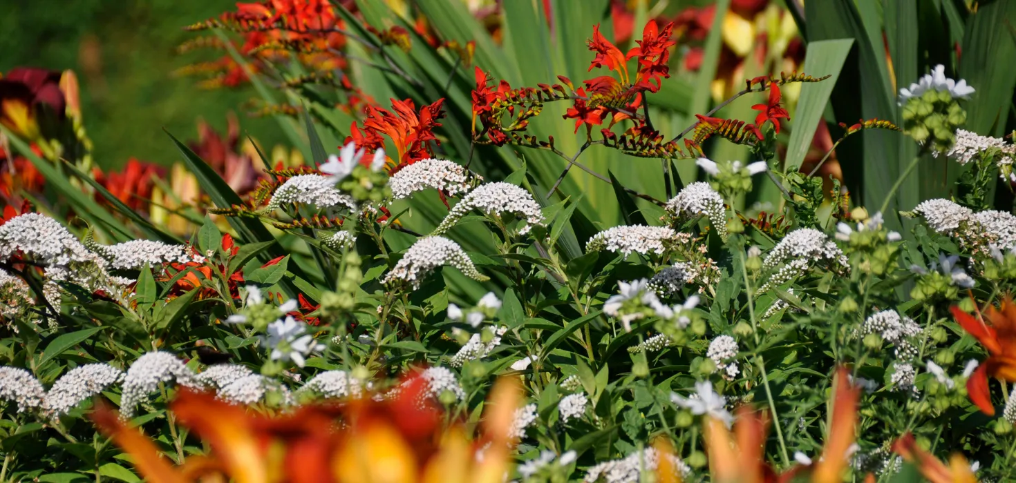 Entenschnabel-Felberich & Montbretie Weißer Felberich und rote Montbretien im Staudengarten mit grünem Laub