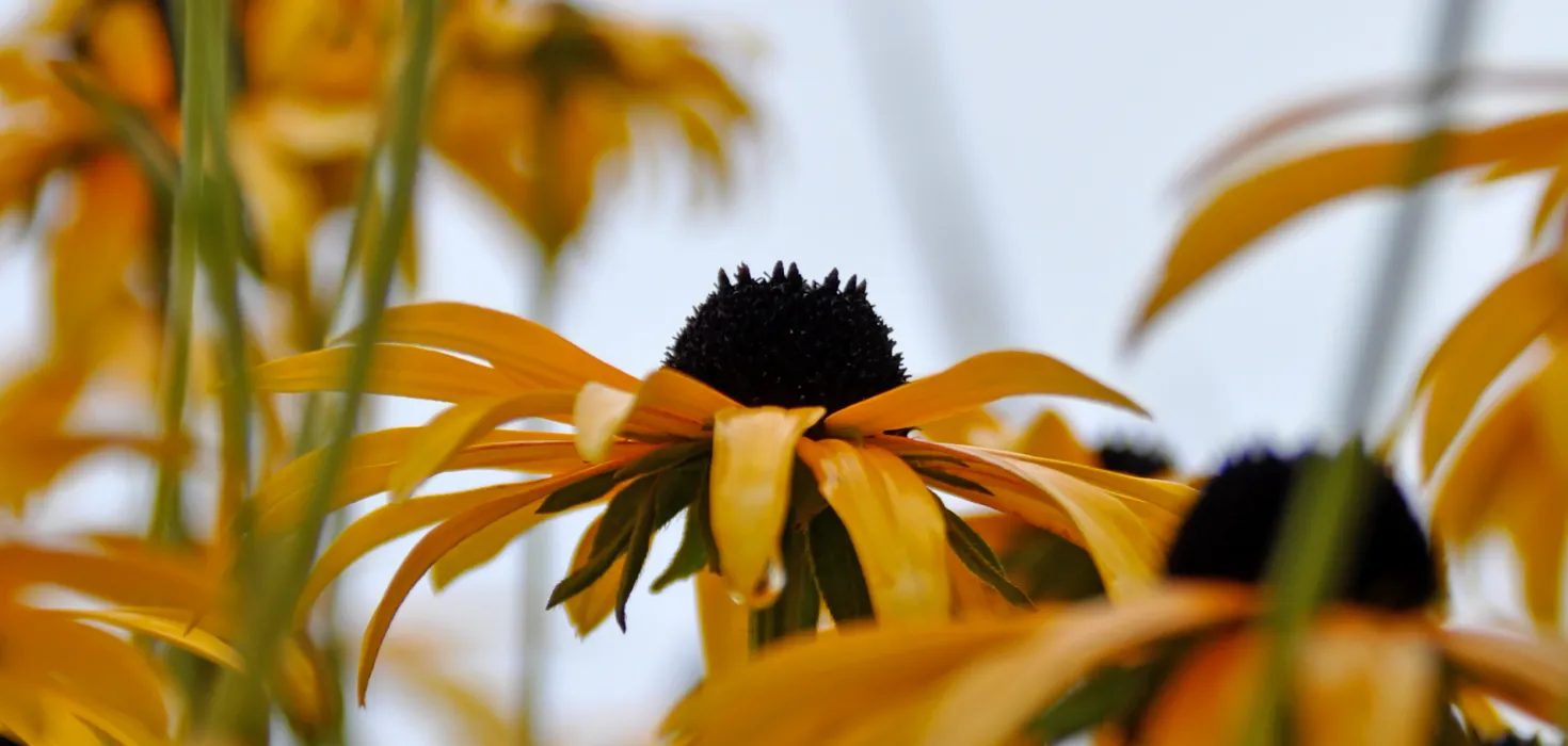 Insel Mainau / Marketing Gelbe Blüten mit schwarzem Inneren, von schräg unten fotografiert