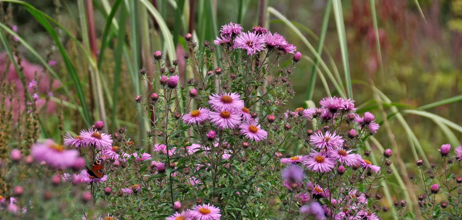 Astern im Staudengarten Bunte Blumen mit lila Blüten und gelben Staubgefäßen, umgeben von grünen Gräsern und anderen Pflanzen im Hintergrund