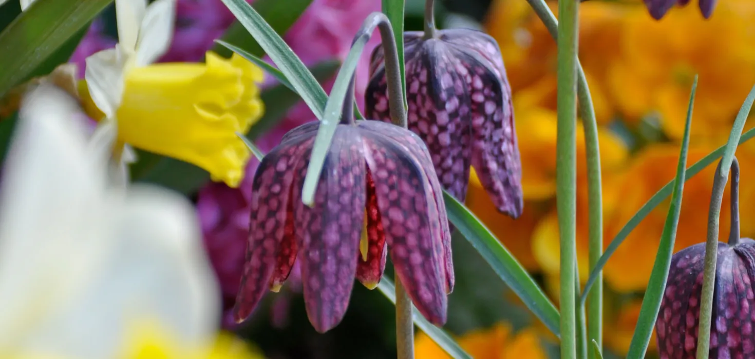 Purpurfarbene Schachbrettblumen hängen zwischen gelben Narzissen und orangefarbenen Blüten in einem bepflanzten Beet.
