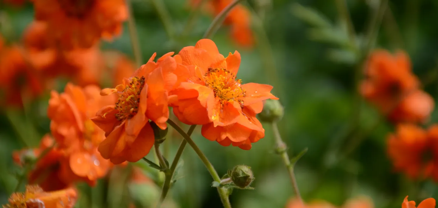 Nahaufnahme von mehreren orangefarbenen Nelkenwurzblüten mit grünen Stängeln